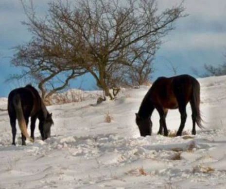 Caii sărbatici de la Oravița, aproape o LEGENDĂ. Unde apare herghelia și care e istoria ei I FOTO