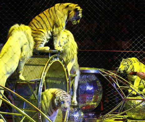 Circul Globus, fără animale şi dresori. Animalele de la circ vor fi relocate în şase luni