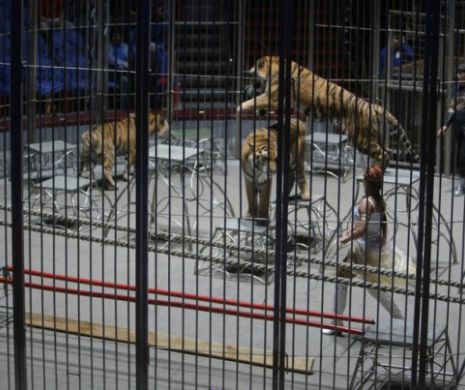 EXCLUSIV. Animalele de la Circul Globus au murit arse din cauza nesimţirii şi a indolenţei. Animalele erau încălzite cu calorifere electrice