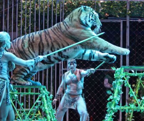 INCENDIU DEVASTATOR la Circul Globus: pisici, porcușori vietnamezi și tigri au sfârșit în FLĂCĂRI. Se ia în calcul mutarea animalelor rămase la Grădina Zoologică