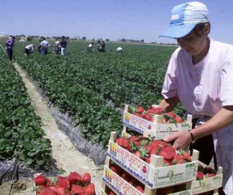 ITALIA: Un român recruta muncitori  pentru muncă la câmp și îi transforma în SCLAVI. Cazul este incredibil!