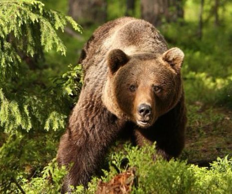Slovenia a luat o decizie INCREDIBILĂ în legătură cu vânarea urșilor și a lupilor