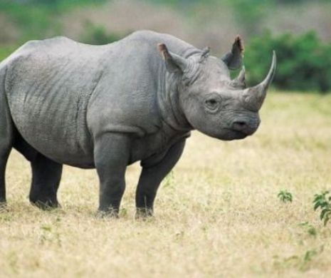 50 de vânători de animale UCIŞI de vânătorii de braconieri pentru a proteja ultima populaţie masivă de rinoceri
