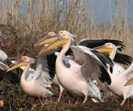 ANSVSA : Virusul influenței aviare (H5N8) confirmat în România la păsări sălbatice și în 9 gospodării, în ultimele 3 luni