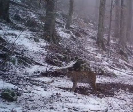 Imagini INCREDIBILE surprinse în România. Un animal extrem de RAR, filmat într-o pădure din judeţul Caraş-Severin. Video