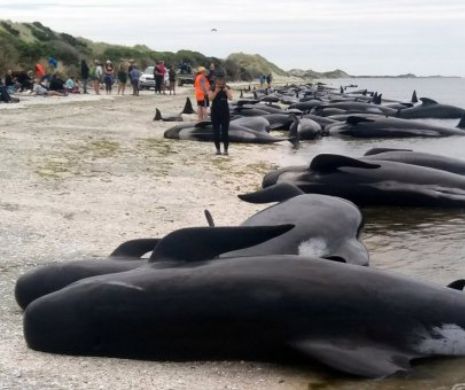 Omenirea e șocată după TRAGEDIA fără precedent din NOUA ZEELANDĂ. Sute de balene pilot au murit în chinuri îngozitoare după ce au eșuat pe o plajă izolată