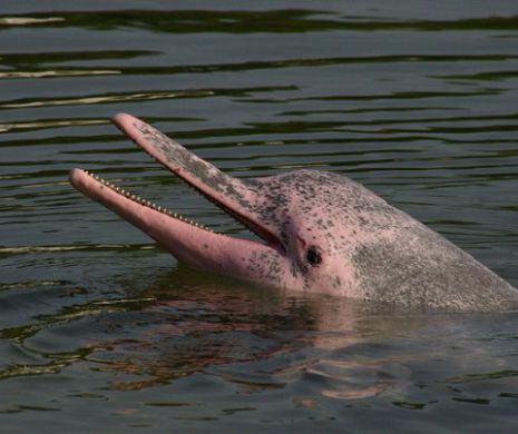 Pui de delfin, SALVAT de la moarte de pe plaja de la Eforie! „Mai contează cât de rece este apa atunci când îți pasă? VIDEO