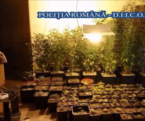 Reținuți pentru TRAFIC de DROGURI, patru suspecți cultivau cannabis la CONSTANȚA , îl vindeau la TULCEA