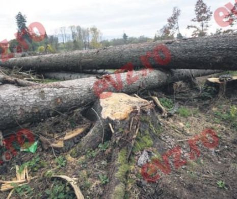 Romsilva „a uitat” să reîmpădurească 500.000 de hectare de teren