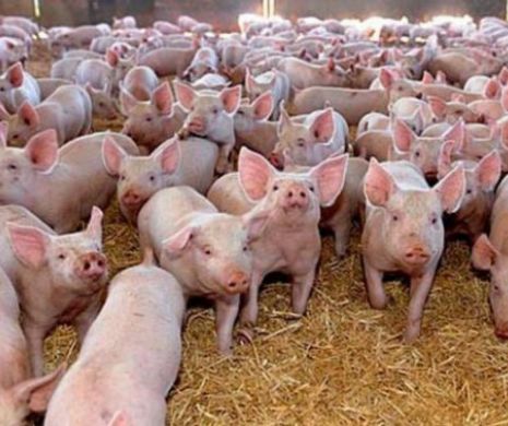 86 milioane euro pentru susținerea crescătorilor autohtoni de porci