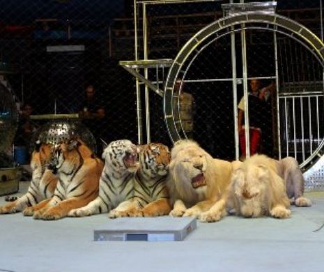 Animalele de la Circ pot ajunge la Zoo de la Bucov