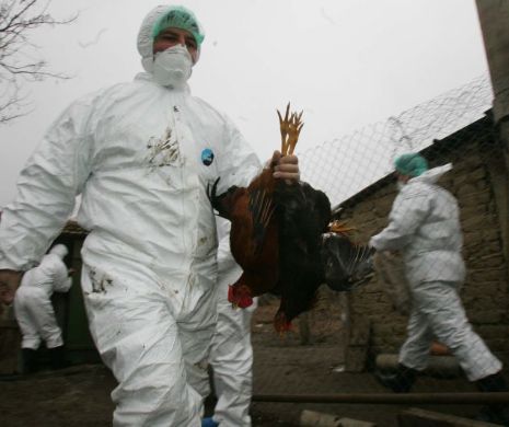 Pericolul gripei aviare pândește din nou România! ANSVSA, măsuri de urgență