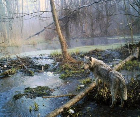 Există și MINUNI după CATASTROFE. Ce se întâmplă cu lupii de lângă Cernobil? Oamenii de știință sunt UIMIȚI