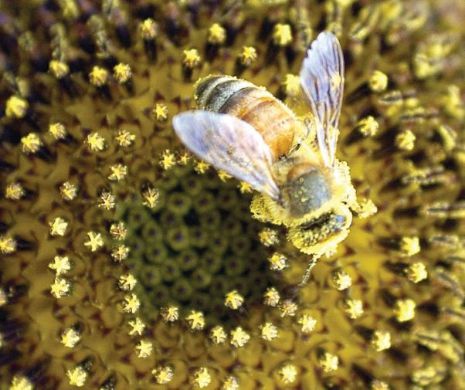 Ne mor albinele. Piaţa, inundată de miere de import