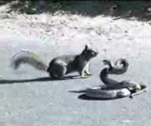 Veveriţă vs şarpe. CÂȘTIGĂTOR SURPRIZĂ care a uimit natura - VIDEO