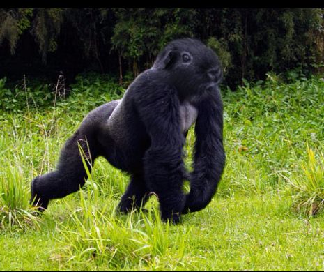 Atracţia faţă de gorile este similară cu homosexualitatea. Cine a lansat această teorie controversată