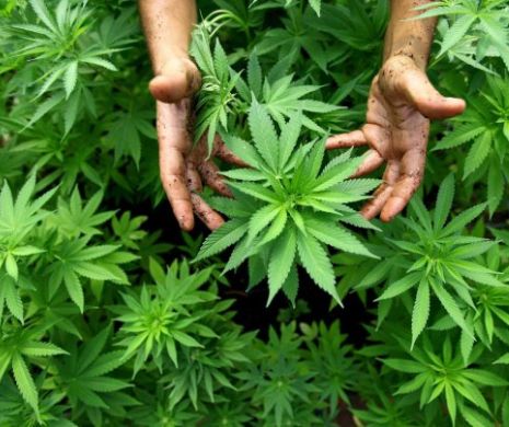 Cultivatoarea de cannabis din Călărași, reținută de DIICOT