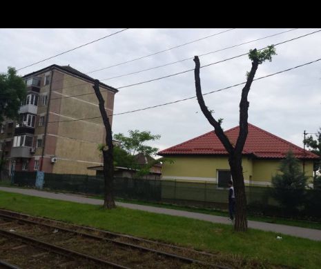 Cum se distruge, PAS CU PAS, vegetația din Timișoara. Copacii sunt ciuntiți fără nicio știință, de neprofesioniști, ABONAȚI LA BANI PUBLICI