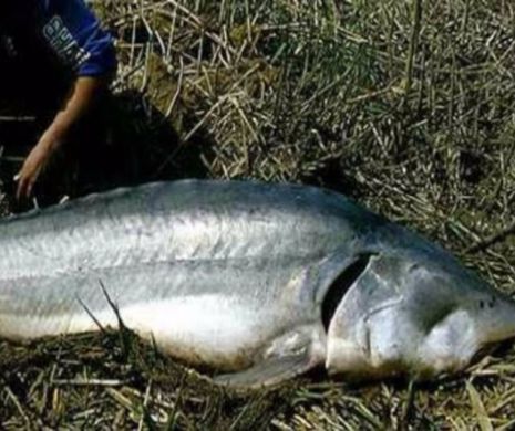 Descinderi la BRACONIERII de STURIONI, pe Dunăre. Pescuiseră un MORUN de 100 kilograme