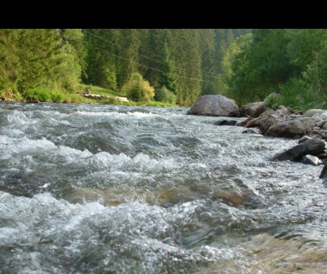 ECOLOGIȘTII fac praf Ministerul Apelor și Pădurilor după POLUAREA râului Arieș