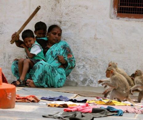 India : Cartea junglei -o fată în vârstă de opt ani, a fost găsită printre maimuțele  care trăiesc în junglele din nordul Indiei