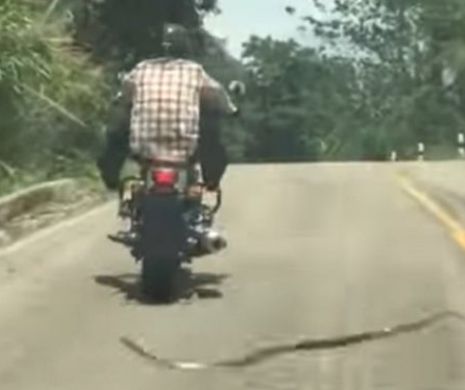 Motociclist atacat de un șarpe zburator! Reacția lui e genială – VIDEO