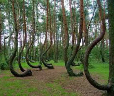 O pădure cu copacii îndoiţi la 90 de grade pune pe jar autorităţile din Polonia. Se ia în considerare chiar prezenţa extratereştrilor