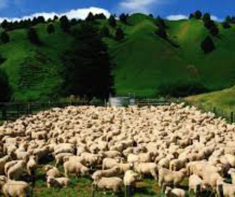 O tradiție de secole pe cale de dispariție! Astăzi este ultima zi de transhumanţă a oilor pe terenuri agricole