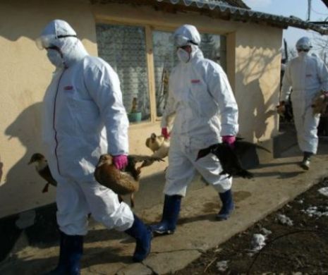 PERICOL! Gripa aviară face prăpăd în Teleorman