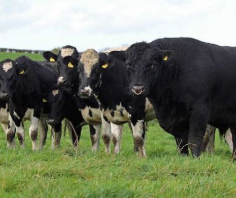 Românii licitează mii de euro pentru o vacă