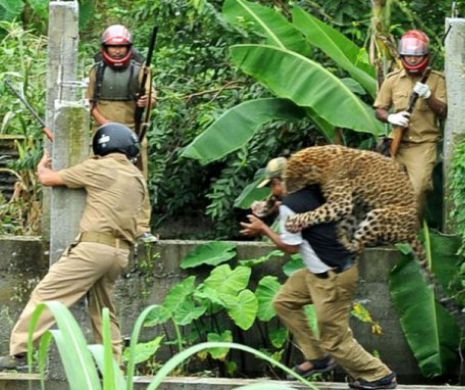 Un leopard i-a băgat în sperieţi pe locuitorii unui oraş din India