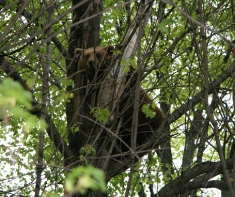 Un urs uriaş prins într-o capcană eliberat la Buzău