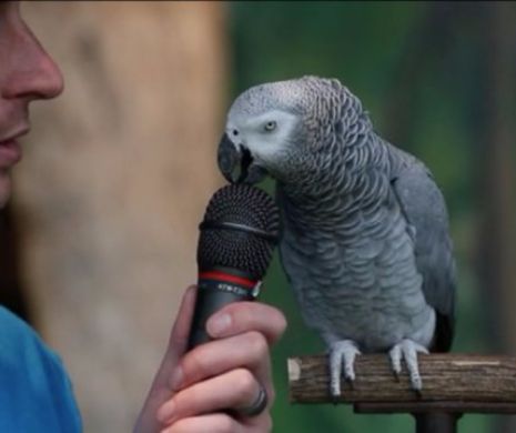VIDEO VIRAL cu papagalul Einstein. Replicile geniale ale acestei păsări la întrebările dresorului său te vor face să râzi în hohote