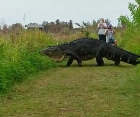 A scăpat ca prin minune din fălcile unui aligator de doi metri! Ce a făcut o fetiță a devenit viral pe internet