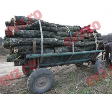 Amenzi de până la 15.000 lei pentru transportul materialelor lemnoase fără avize