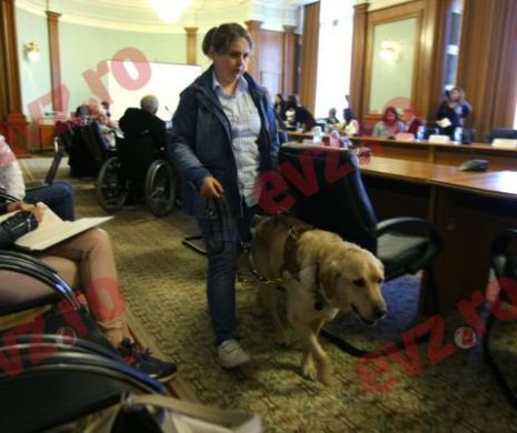 Cum au ajuns câinii-ghizi în Parlament