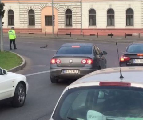 Scene incredibile într-o intersecție din Oradea cu un polițist de la circulație. Șoferii spun că nu au mai văzut așa ceva - VIDEO