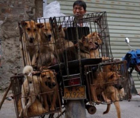 A început  Festivalul câinilor  de la Yulin, China:Mii de patrupede urmează sa fie sacrificate
