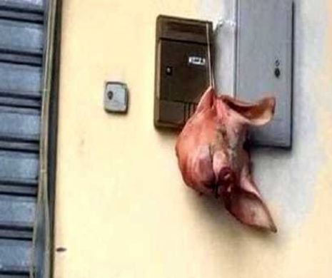 Mesaj cu tentă MAFIOTĂ. Un cap de porc în putrefacție a fost atârnat la geamul unei clădiri