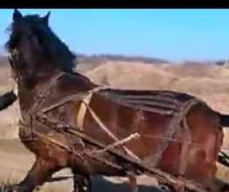 Un tânăr din Afumați își chinuie de moarte calul. Imagini cutremurătoare!