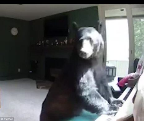 Un urs a intrat într-o casă și s-a apucat de cântat la pian. Video!