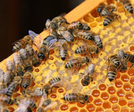 Albinele care au UCIS un om au ATACAT din nou! Doi tineri au ajuns la spital cu zeci de înţepături
