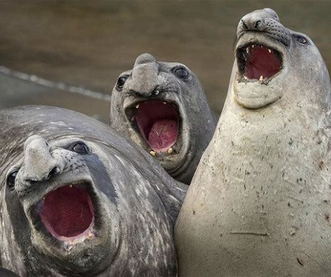 Animale surprinse în situaţii COMICE! Comedy Wildlife Photography îşi premiază câştigătorii GALERIE FOTO