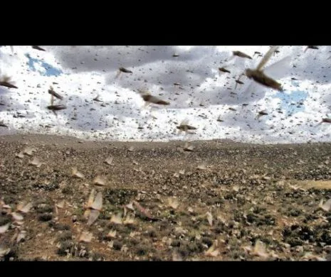 China a mobilizat o „armată” de păsări pentru a combate o invazie de lăcuste