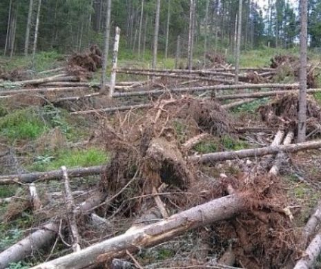 CIFRELE DEZASTRULUI. Romsilva a anunţat CE SE ÎNTÂMPLĂ cu pădurile din România