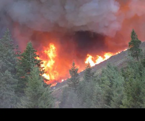 FUM NEGRU la Nisa! Incendiu de pădure DEVASTATOR