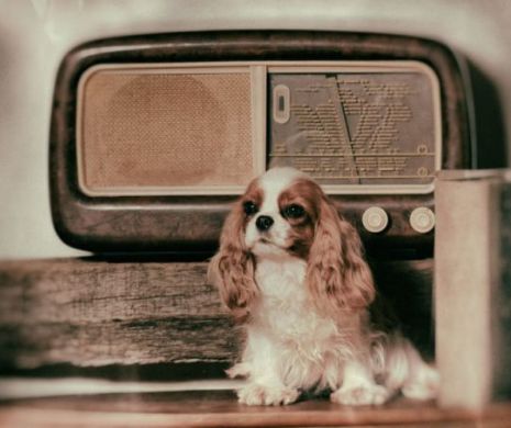 Germanii au lansat radioul care îi ajută pe câini să nu se mai simtă singuri