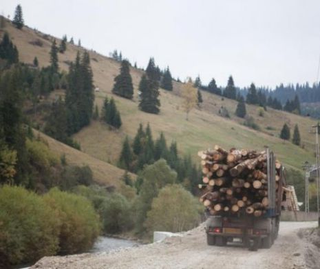 Hoții au brevetat o nouă metodă de a tăia pădurile țării