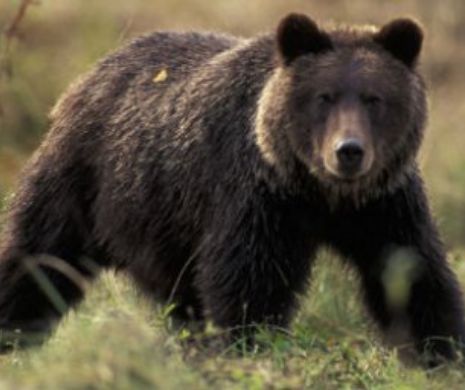 INTERZIS în pădurile din Buşteni! Un urs RĂNIT şi EXTREM de periculos se află în libertate!