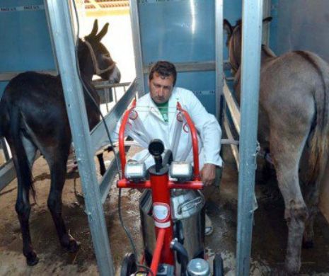 Lapte ecologic de măgăriță în Bihor. 120 de lei litrul!
